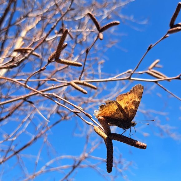 Meet your Posher - Picture 1 of 1